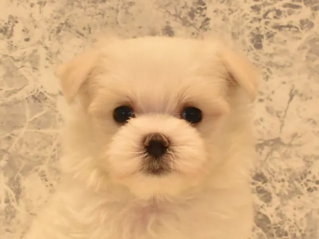 東京都のマルチーズ (ペッツワン昭島店/2025年3月24日生まれ/女の子/ホワイト)の子犬